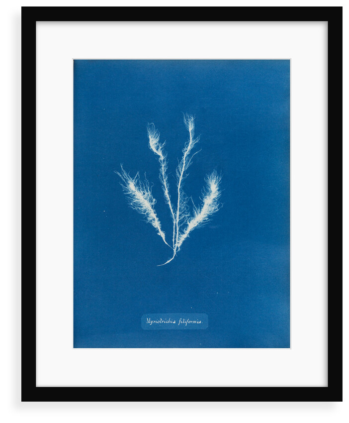 Myriotrichia filiformis by Anna Atkins