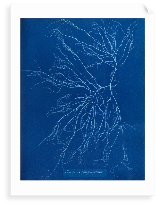 Slimy whip weed by Anna Atkins