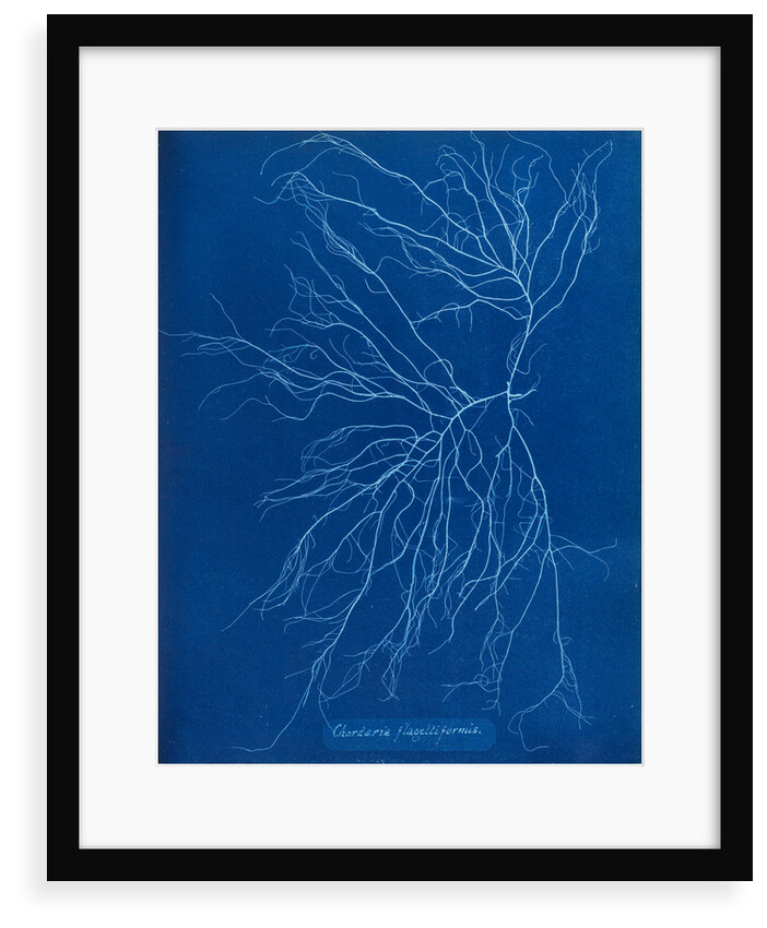 Slimy whip weed by Anna Atkins