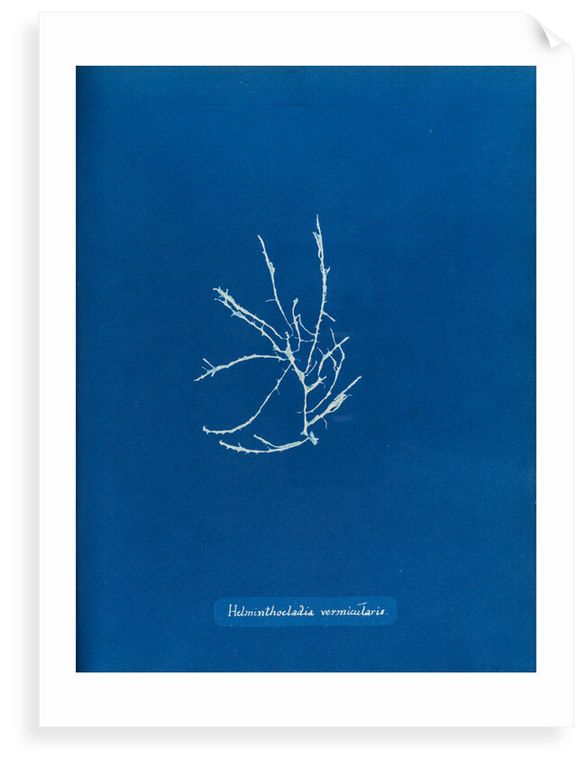 Helminthocladia vermicularis by Anna Atkins