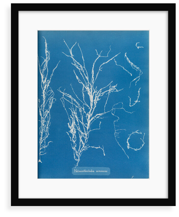 Helminthocladia virescens by Anna Atkins