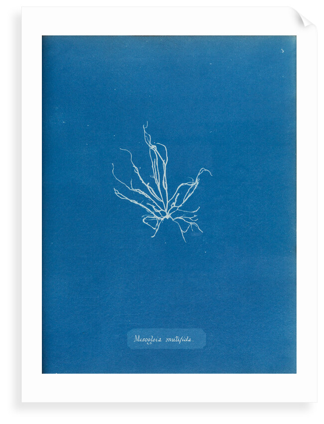 Mesogloia mutifida by Anna Atkins