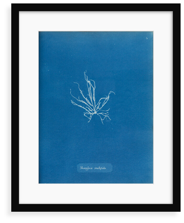 Mesogloia mutifida by Anna Atkins