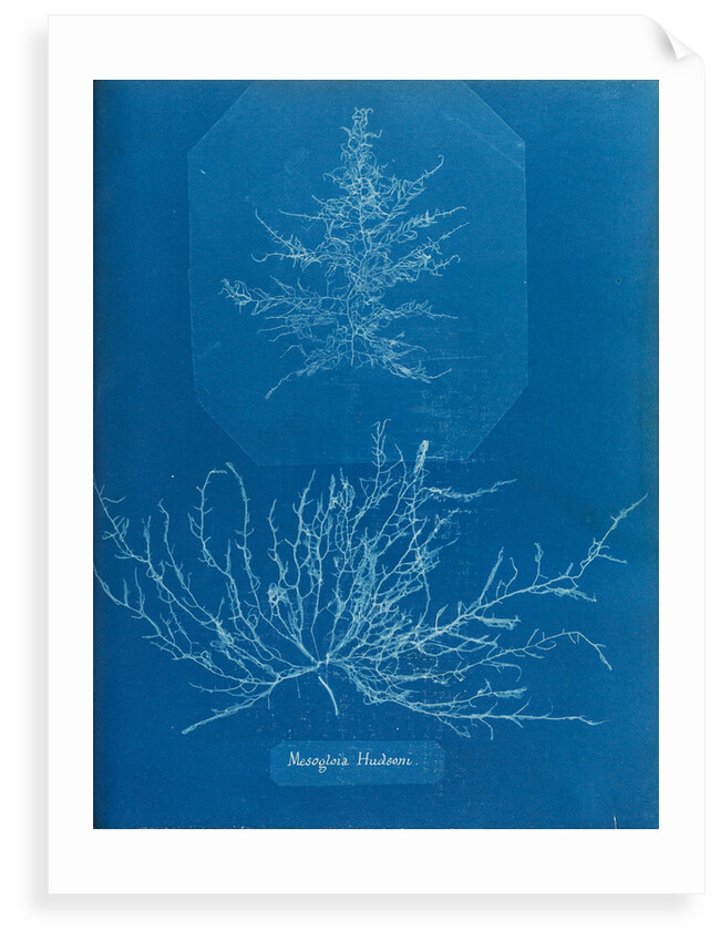 Mesogloia husdoni by Anna Atkins
