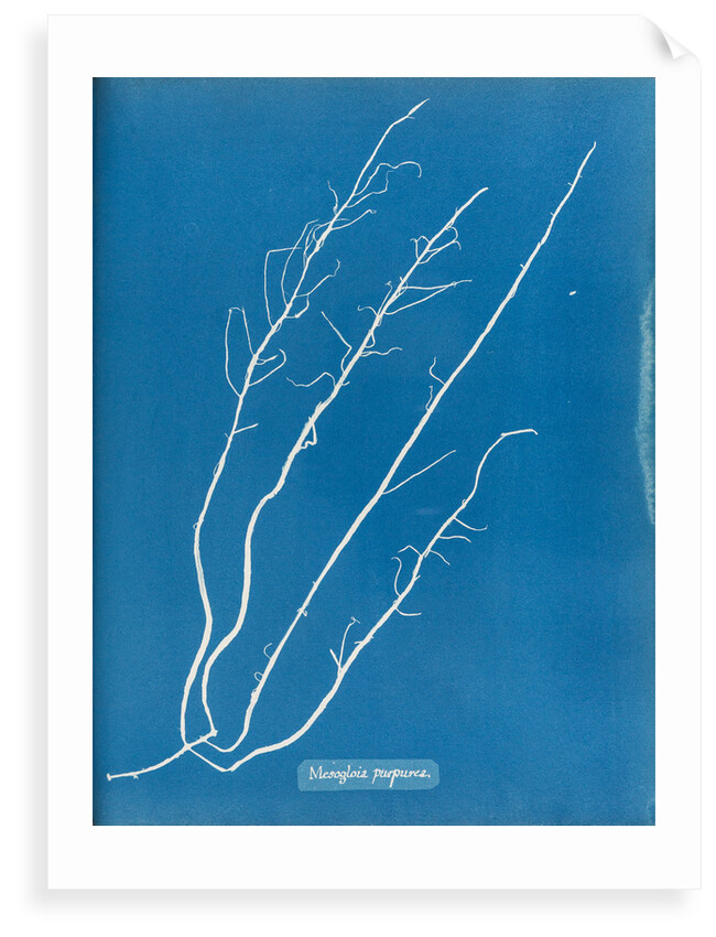 Mesogloia purpurea by Anna Atkins