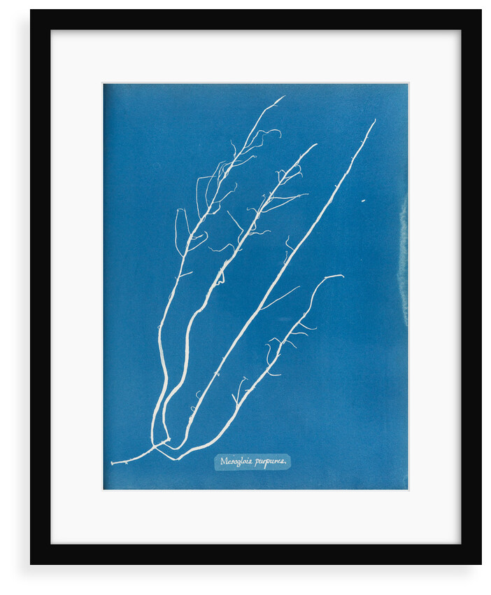 Mesogloia purpurea by Anna Atkins