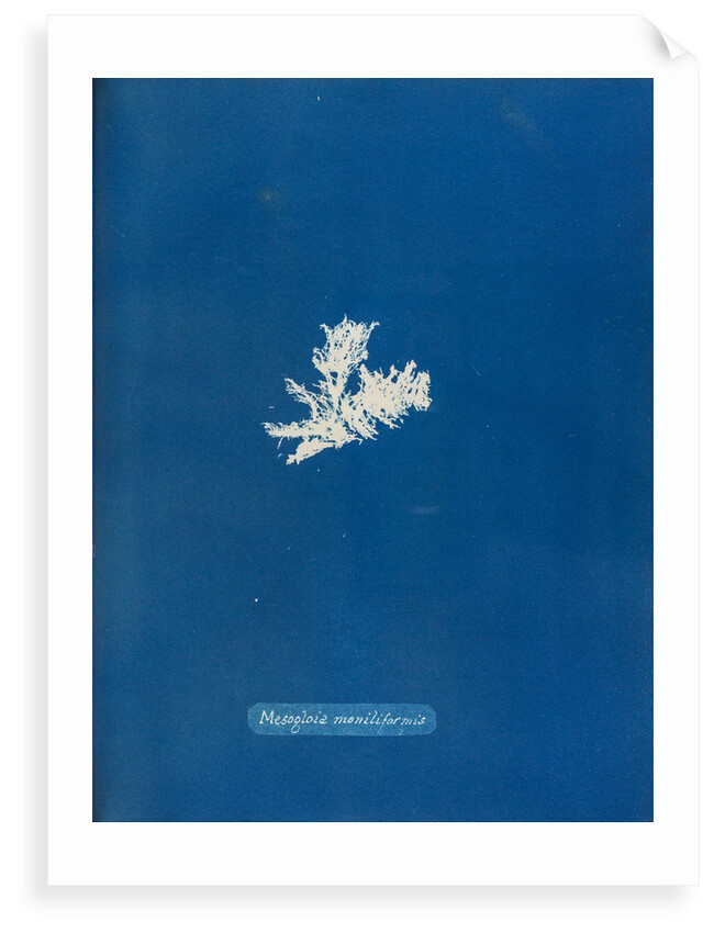 Mesogloia moniliformis by Anna Atkins