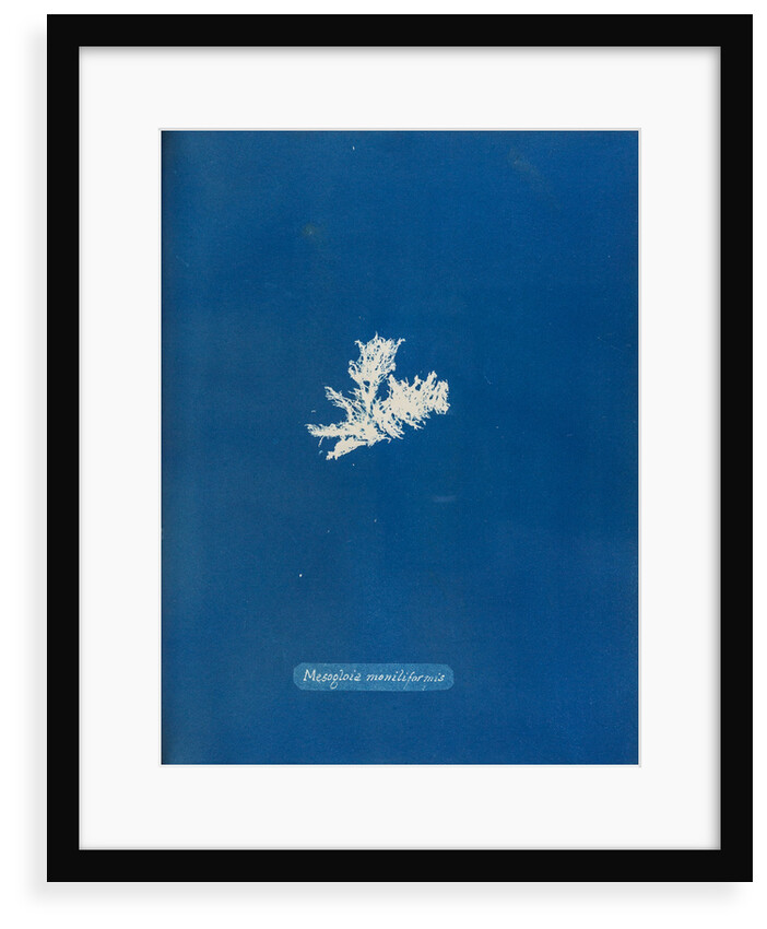 Mesogloia moniliformis by Anna Atkins