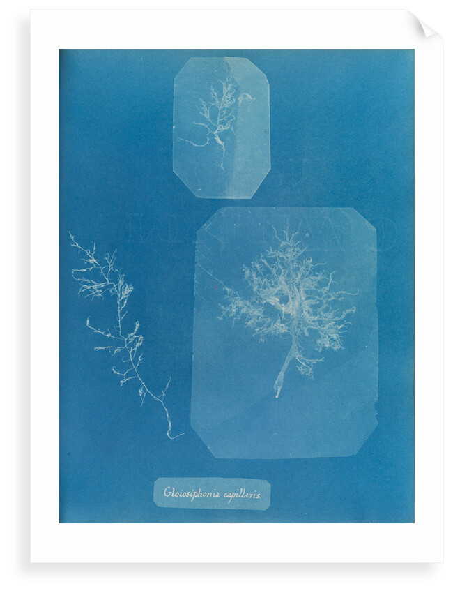 Gloiosiphonia capillaris by Anna Atkins