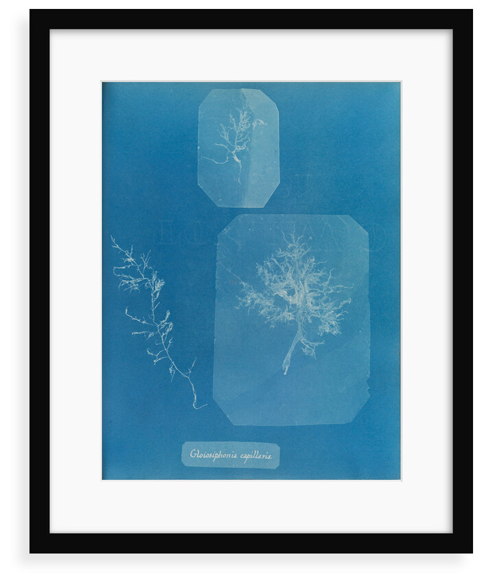 Gloiosiphonia capillaris by Anna Atkins