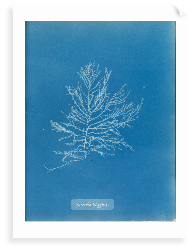 Naccaria wigghii by Anna Atkins