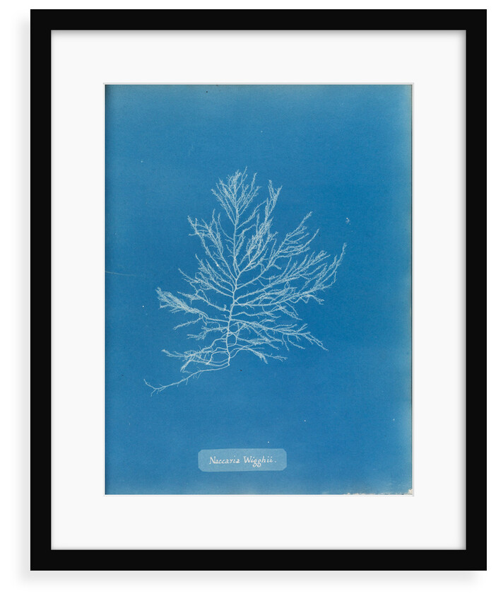 Naccaria wigghii by Anna Atkins