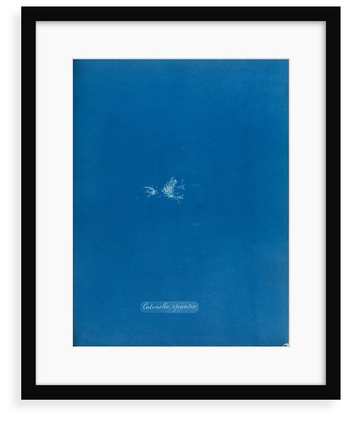 Creeping chain weed by Anna Atkins