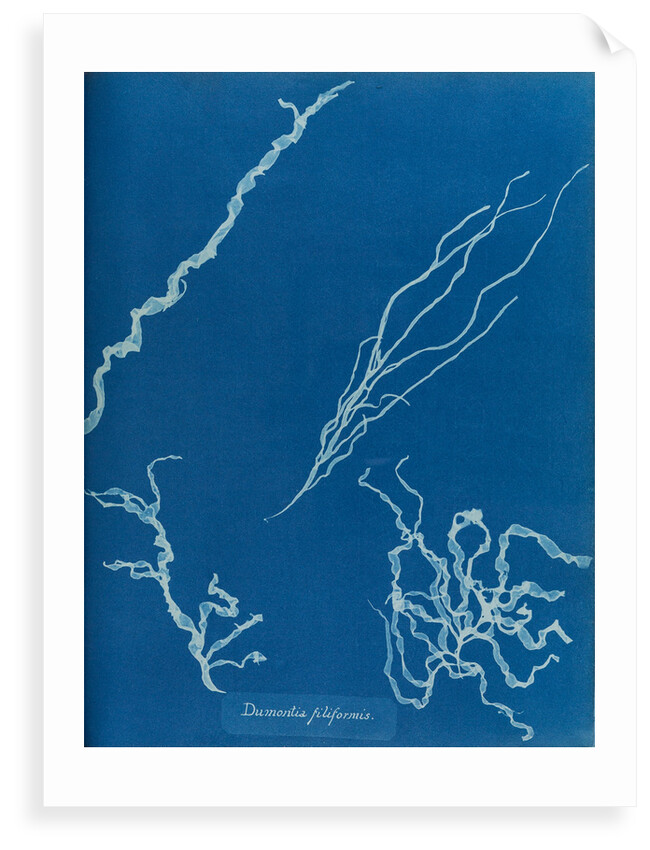 Dumont's tubular weed by Anna Atkins