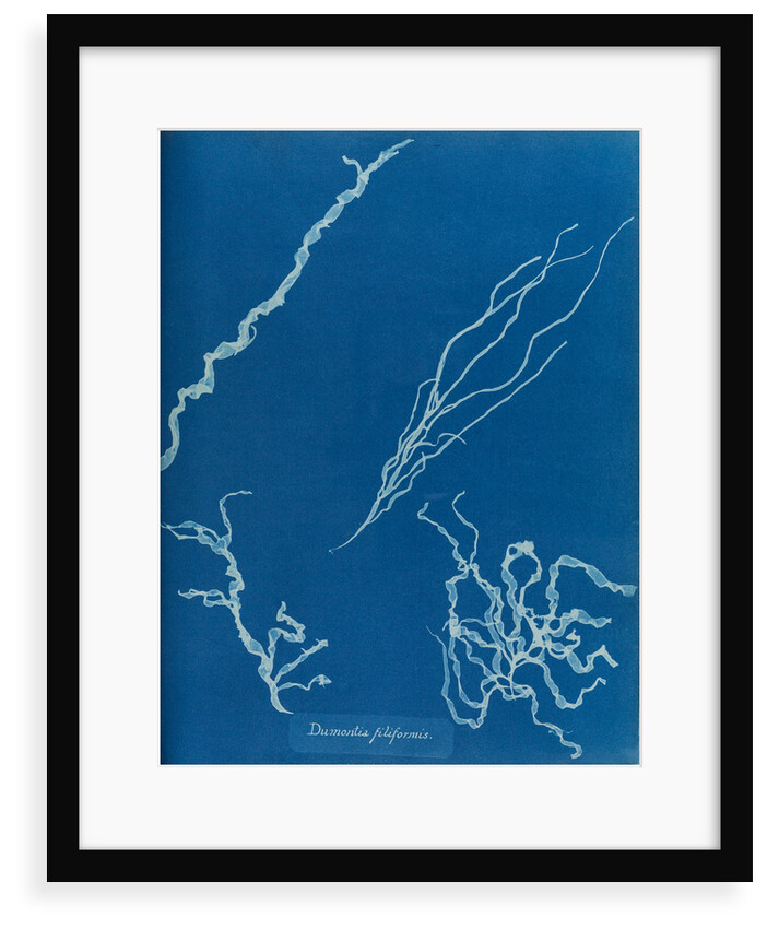 Dumont's tubular weed by Anna Atkins