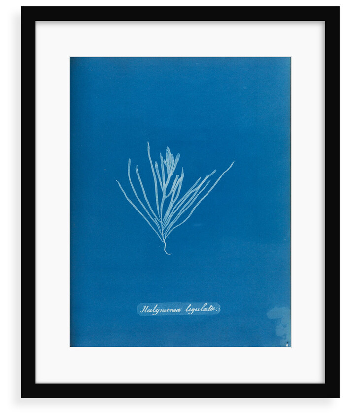 Sea spider weed by Anna Atkins