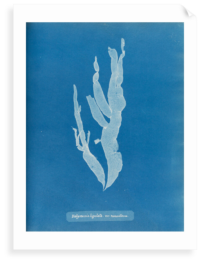 Sea spider weed by Anna Atkins