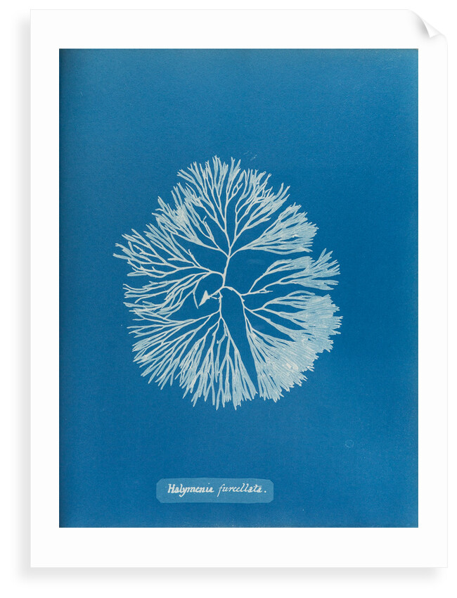 Halymenia furcellata by Anna Atkins
