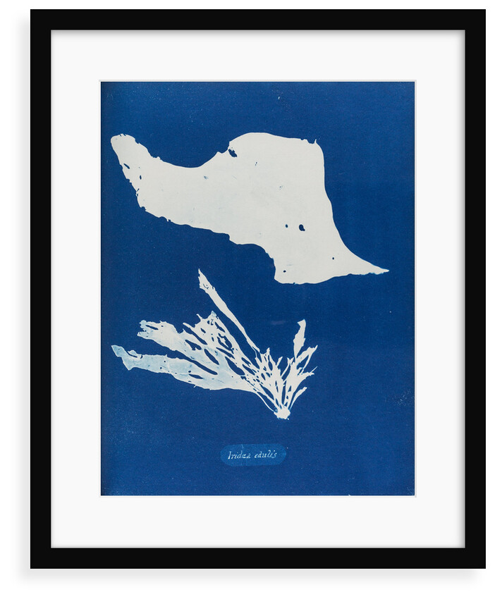 Iridea edulis by Anna Atkins
