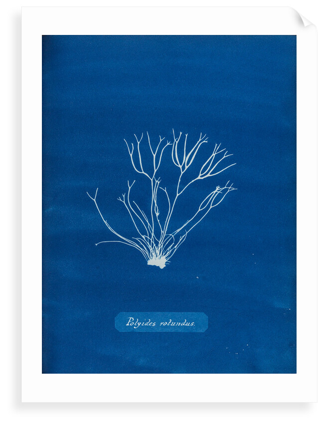Dicoid forked weed by Anna Atkins