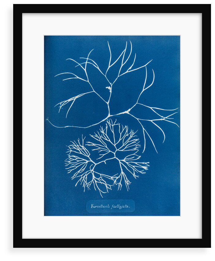 Furcellaria fastigiata by Anna Atkins
