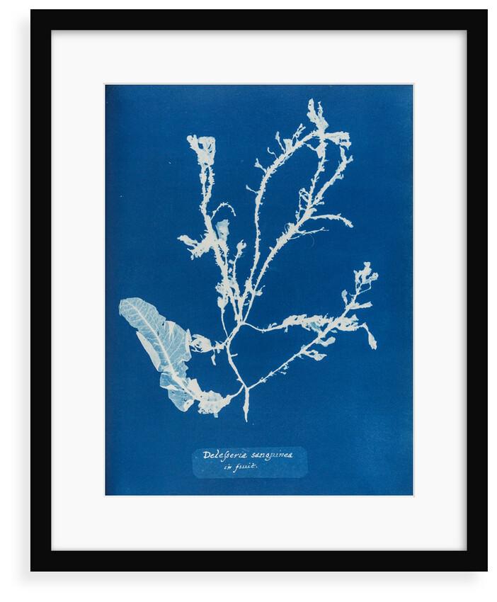 Sea beech by Anna Atkins