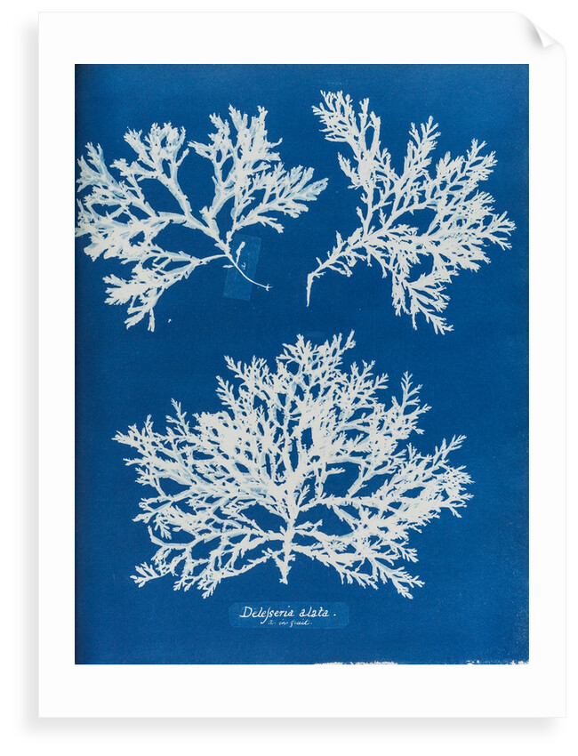 Delesseria alata by Anna Atkins