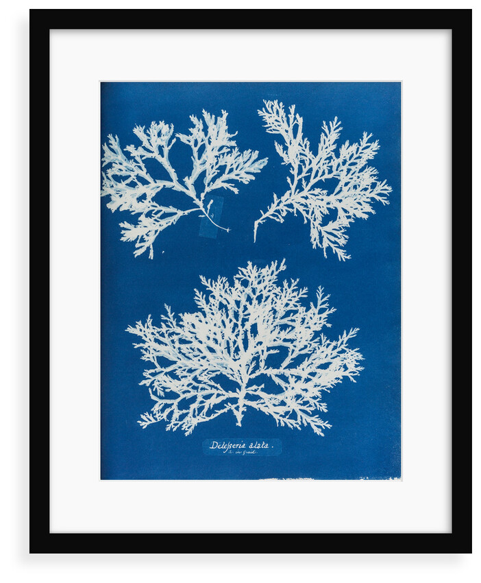 Delesseria alata by Anna Atkins