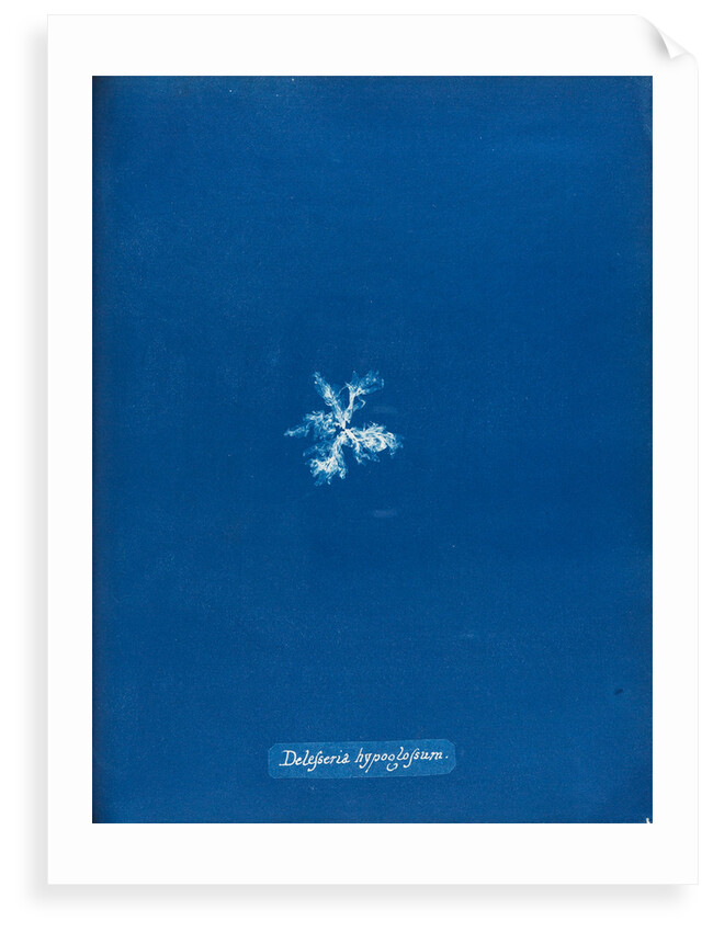 Delesseria hypoglossum by Anna Atkins