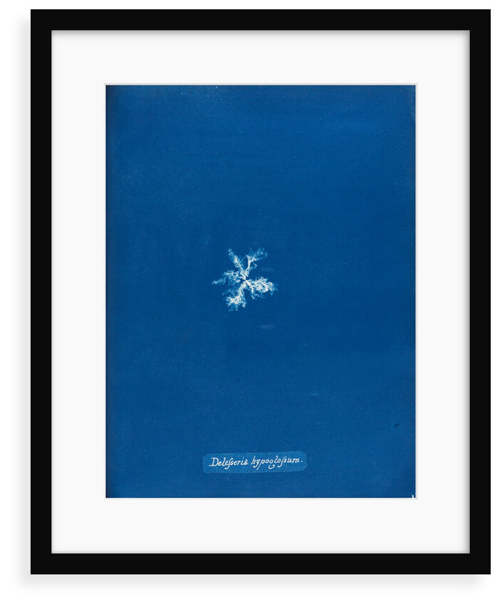 Delesseria hypoglossum by Anna Atkins