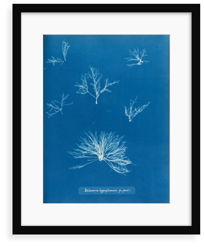 Delesseria hypoglossum in fruit by Anna Atkins