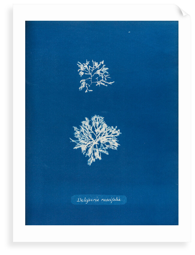 Delesseria ruscifolia by Anna Atkins