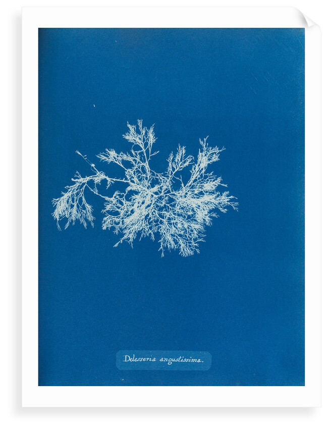 Delesseria angustissima by Anna Atkins