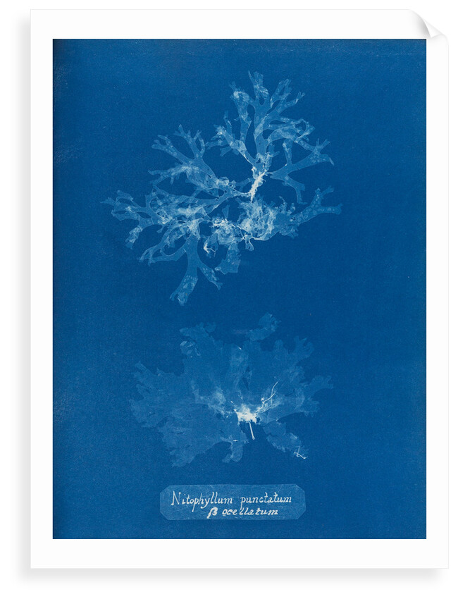 Nitophyllum punctatum & acellatum by Anna Atkins