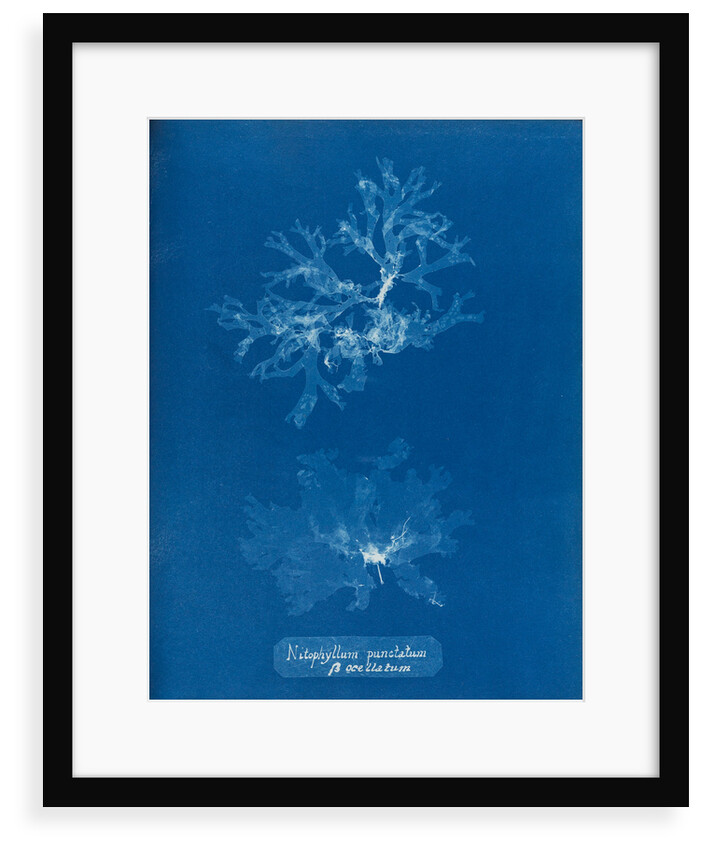 Nitophyllum punctatum & acellatum by Anna Atkins