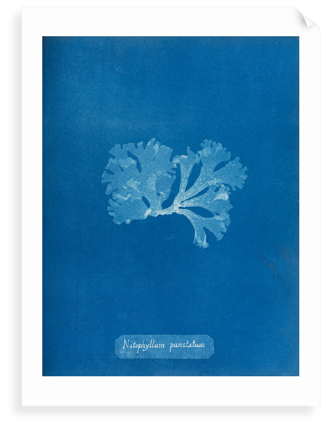 Spotted scarf weed by Anna Atkins