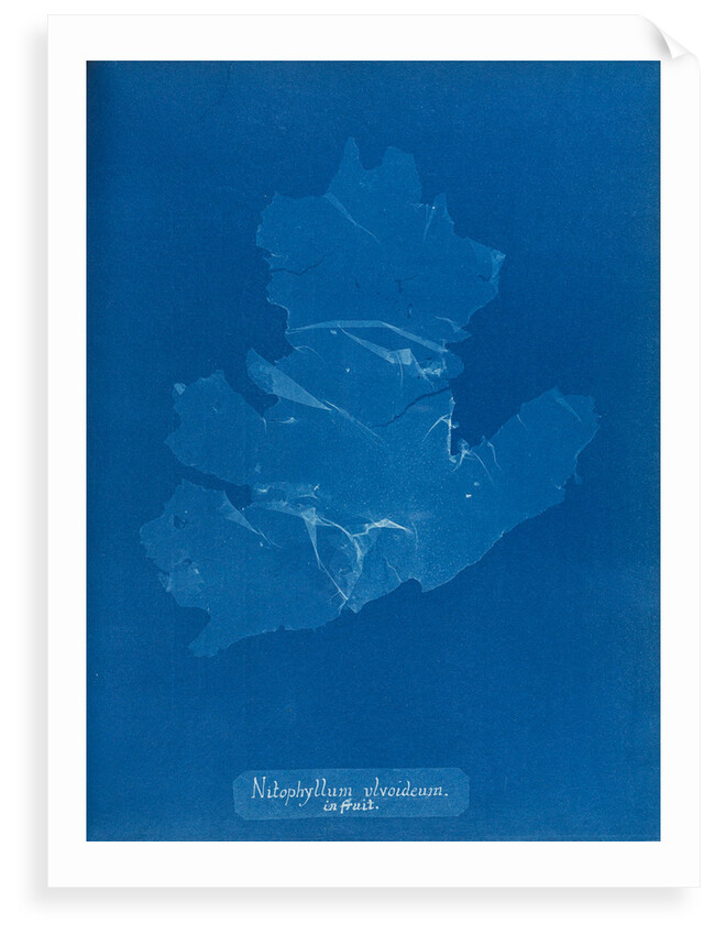 Nitophyllum ulvoideum in fruit by Anna Atkins