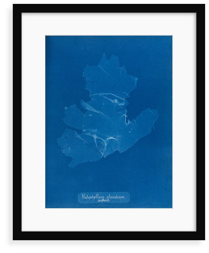 Nitophyllum ulvoideum in fruit by Anna Atkins