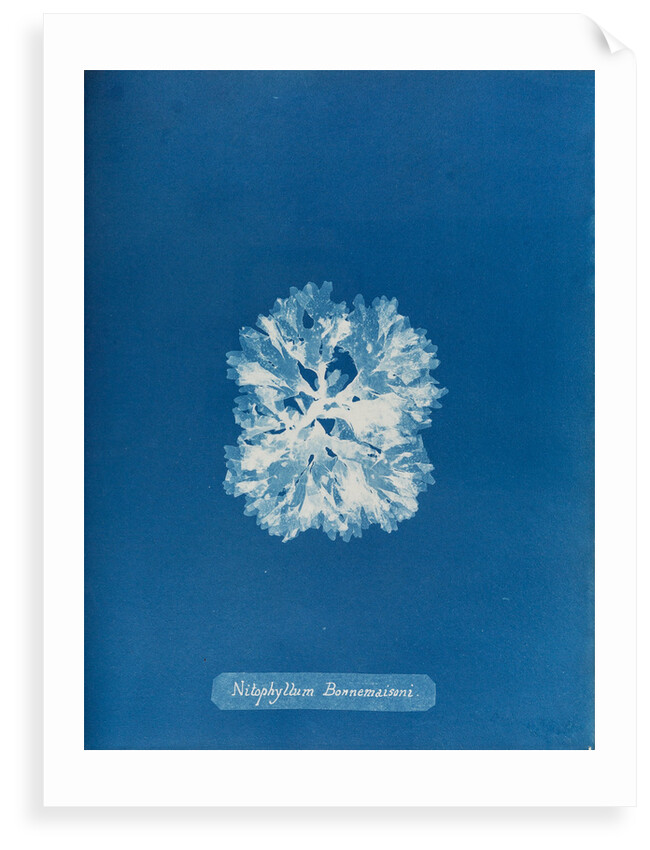 Nitophyllum bonnemaisoni by Anna Atkins