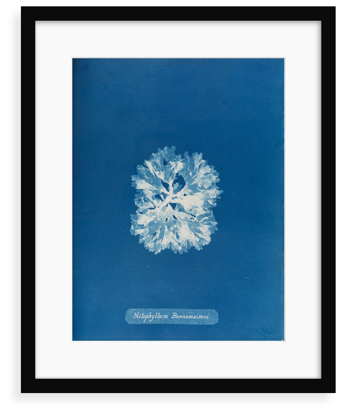 Nitophyllum bonnemaisoni by Anna Atkins