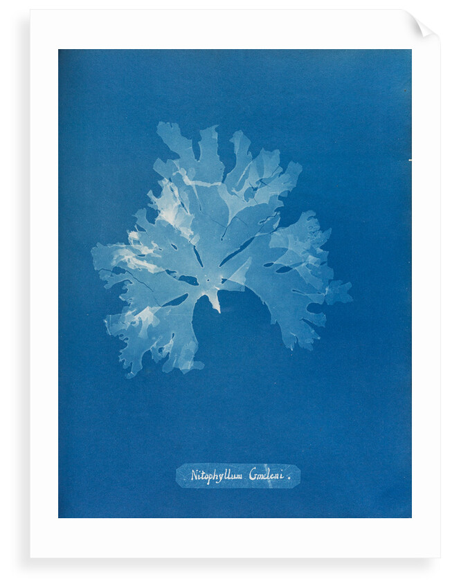 Nitophyllum gmeleni by Anna Atkins
