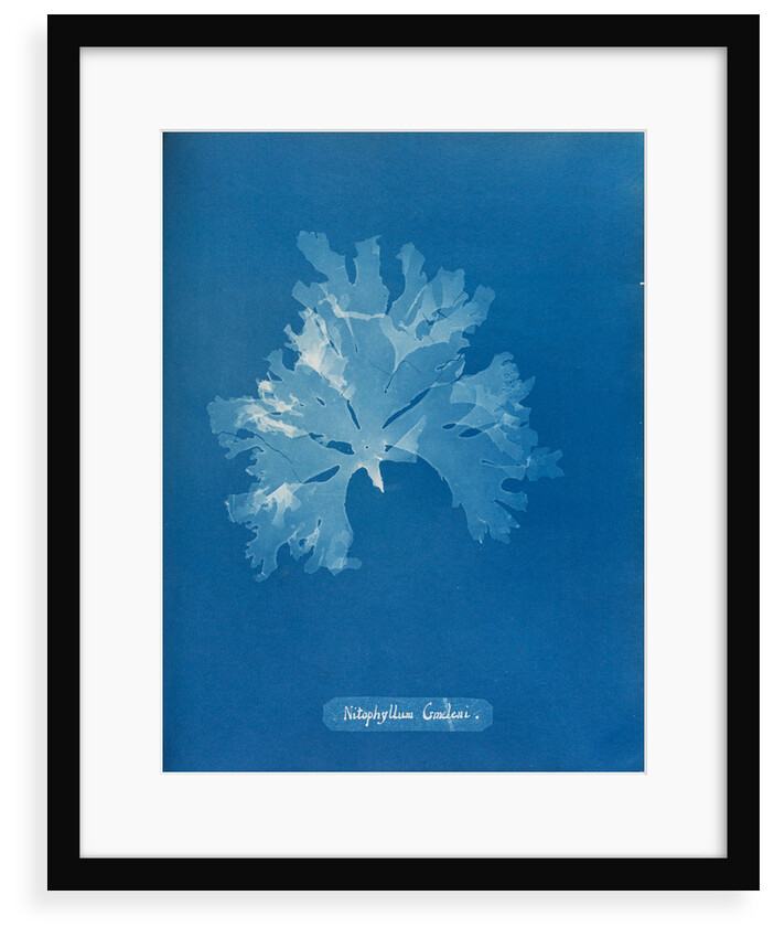 Nitophyllum gmeleni by Anna Atkins