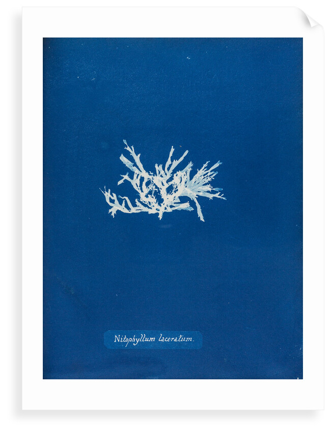 Nitophyllum laceratum by Anna Atkins