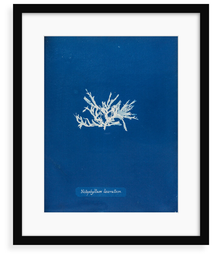 Nitophyllum laceratum by Anna Atkins