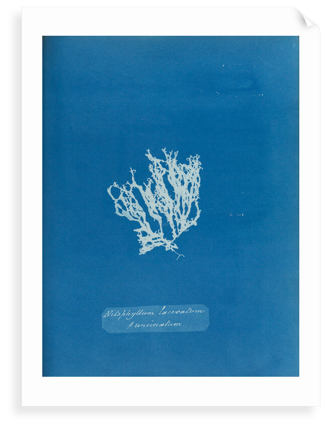 Nitophyllum laceratum & uncinatum by Anna Atkins