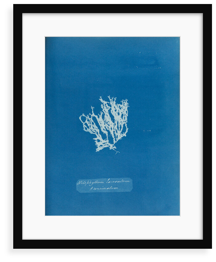 Nitophyllum laceratum & uncinatum by Anna Atkins