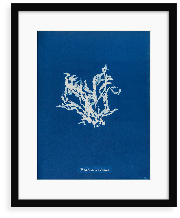 Rhodomenia bifida by Anna Atkins