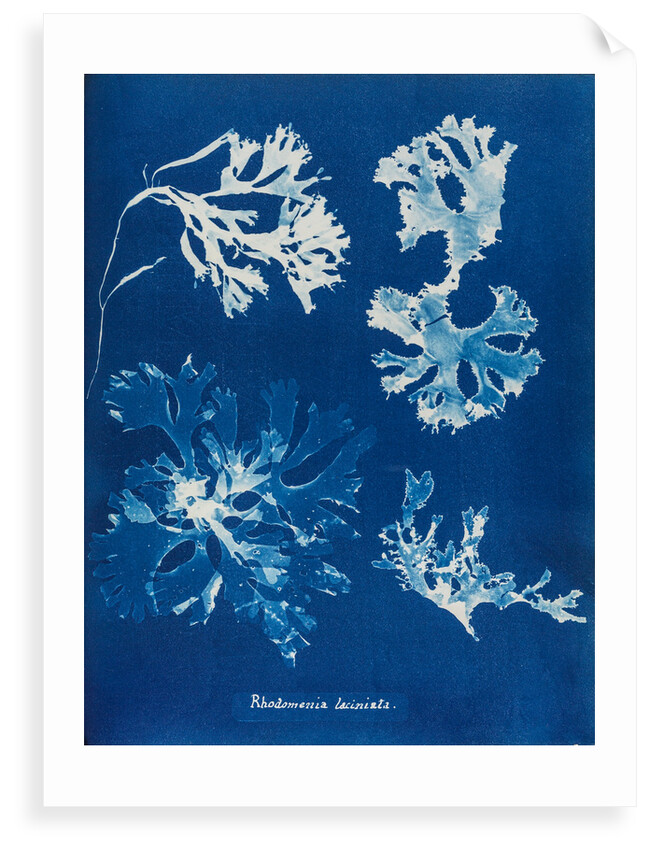 Rhodomenia Laciniata by Anna Atkins