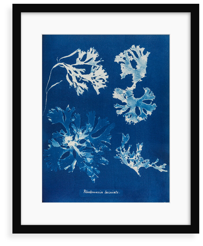 Rhodomenia Laciniata by Anna Atkins