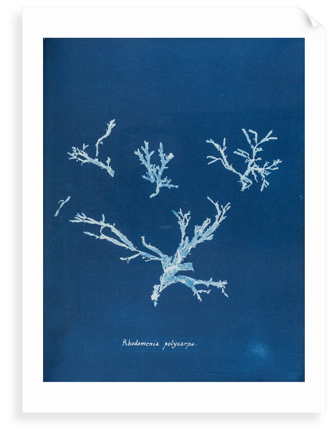 Rhodomenia polycarpa by Anna Atkins